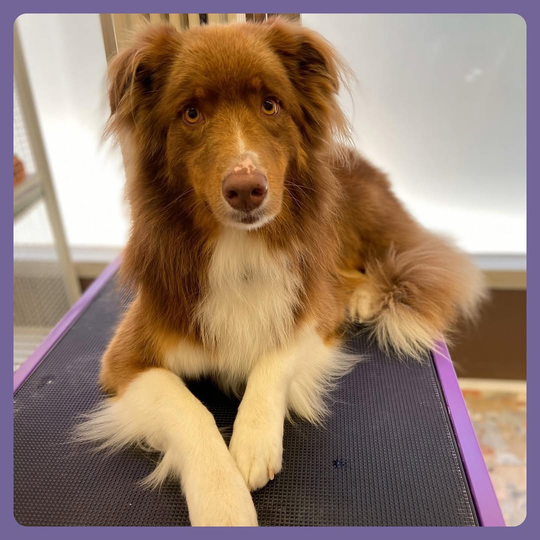 Nuovo amico💜💕#dog#cane#pastoreaustraliano#australianshepherd#australianshepherdsofinstagram#au