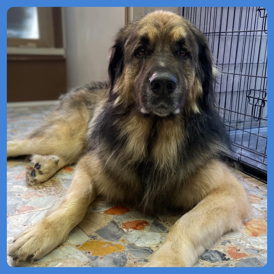 Quanti like per me 💜💕#dog#cane#leonberger#leonbergersofinstagram#leonbergerlovers#leonbergerst